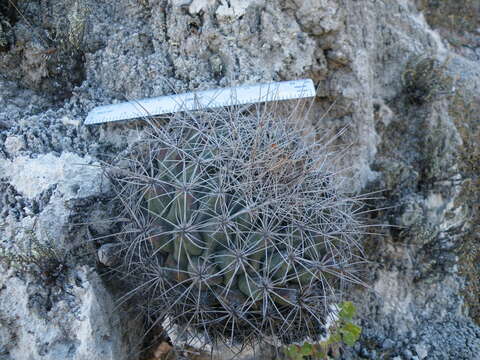 Image of Thelocactus tulensis (Polseg.) Britton & Rose