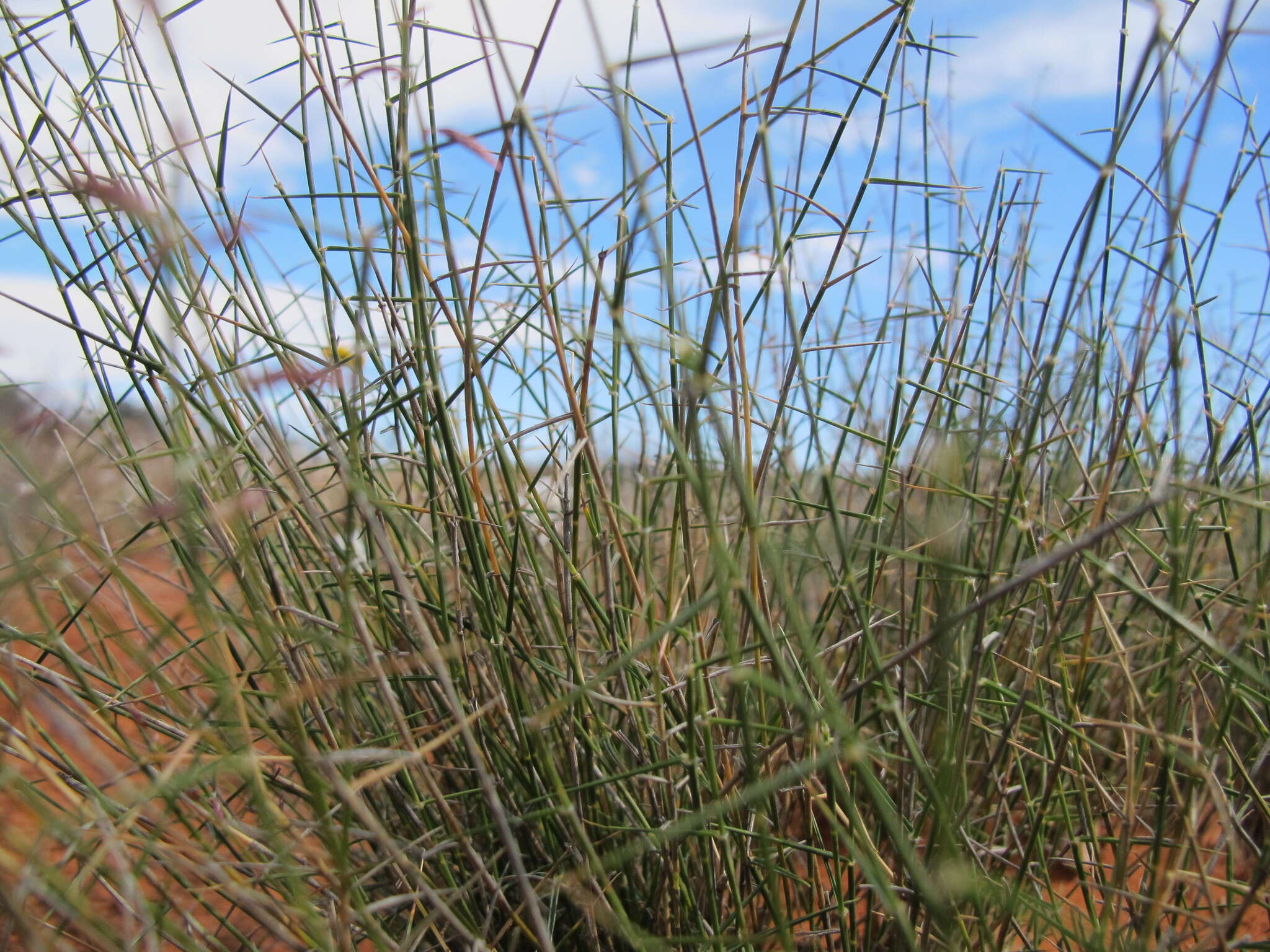 Image of Eragrostis eriopoda Benth.