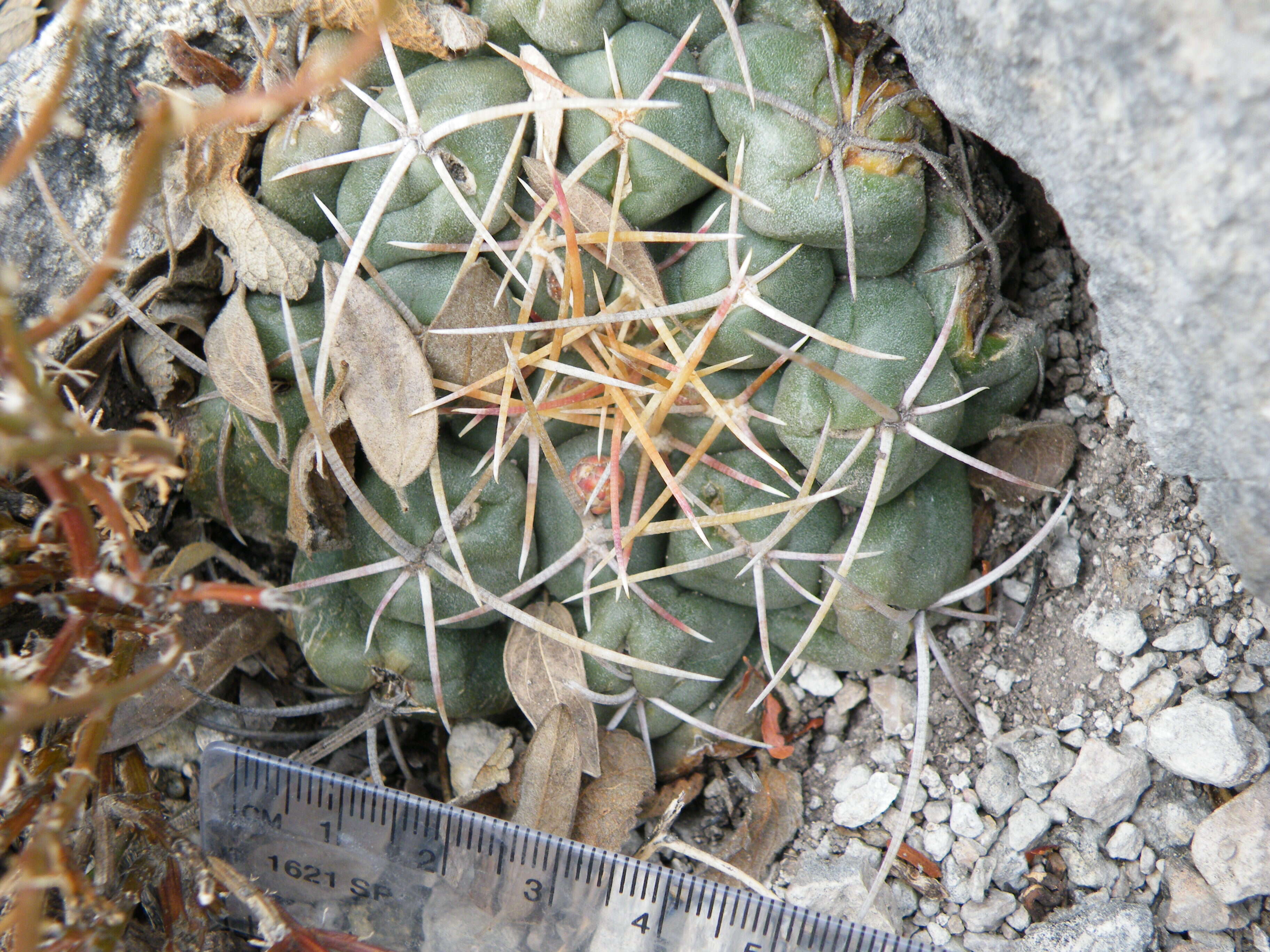 Image of Thelocactus hexaedrophorus (Lem.) Britton & Rose