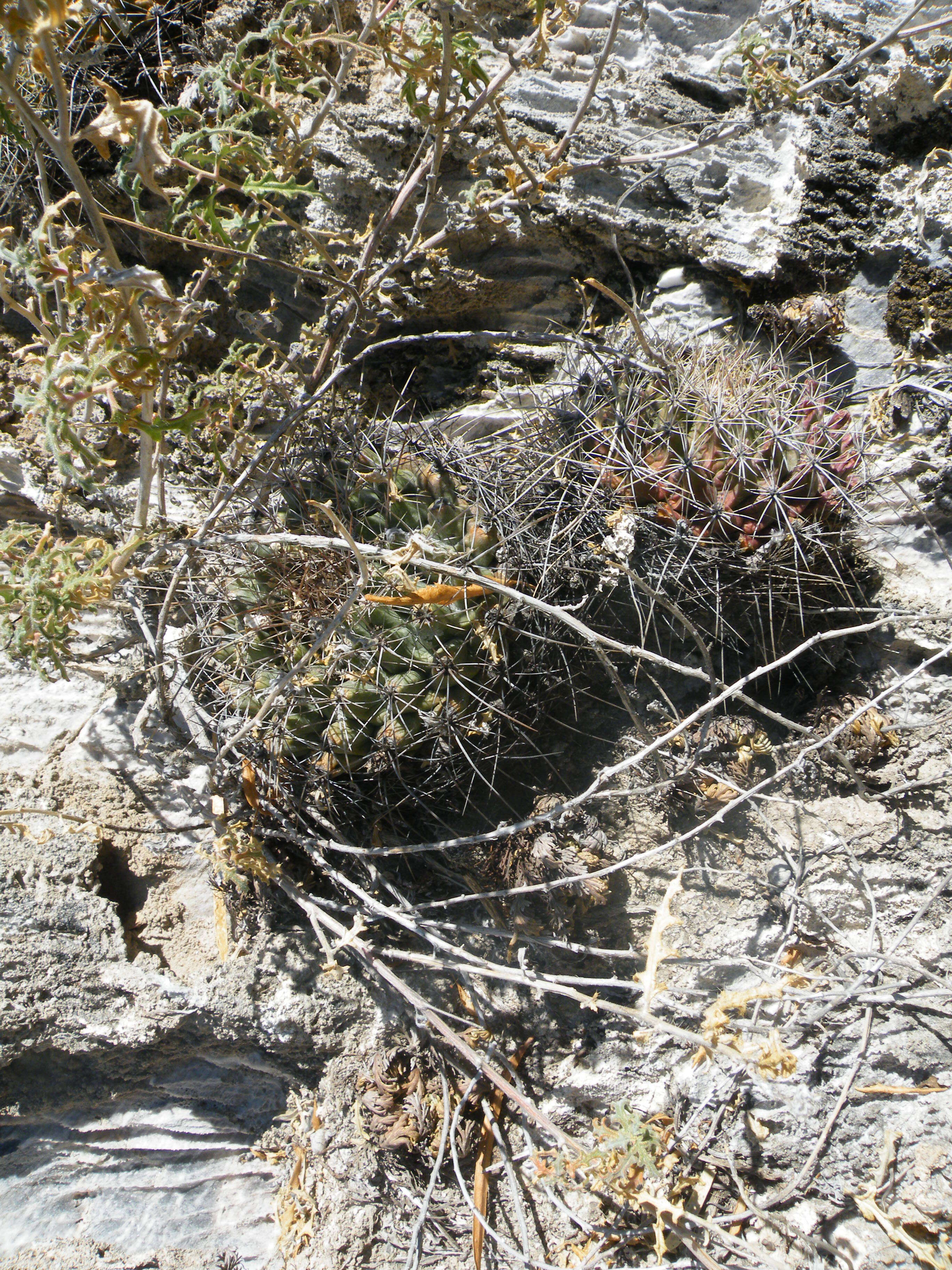 Image of Thelocactus tulensis (Polseg.) Britton & Rose