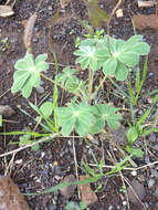 Image of blue lupine