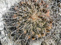 Image of Thelocactus tulensis (Polseg.) Britton & Rose