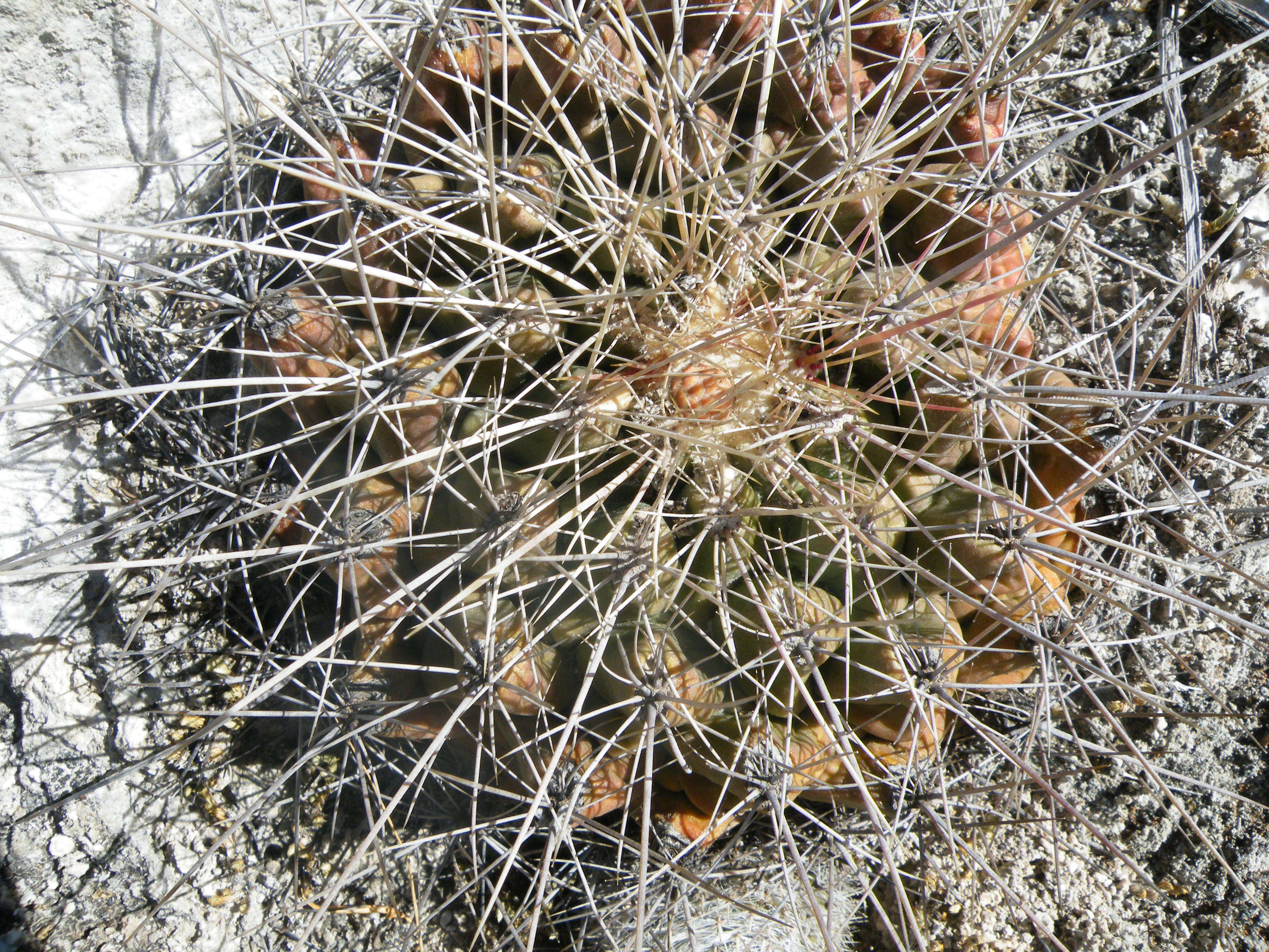 Image of Thelocactus tulensis (Polseg.) Britton & Rose