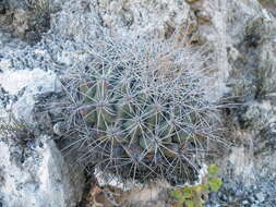 Image of Thelocactus tulensis (Polseg.) Britton & Rose