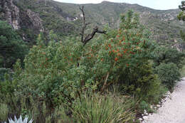 Image of Texas madrone