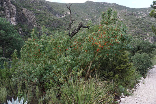 Arbutus xalapensis Kunth resmi