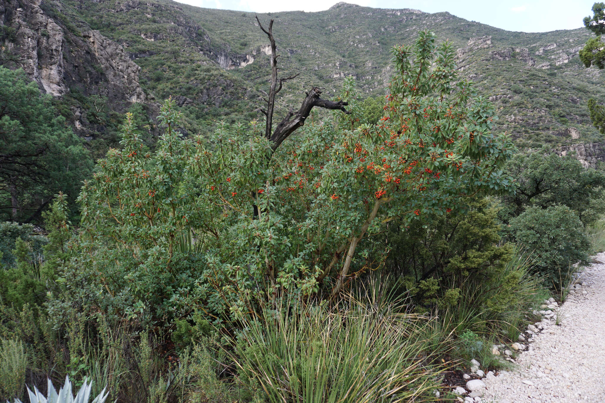 Image of Texas madrone