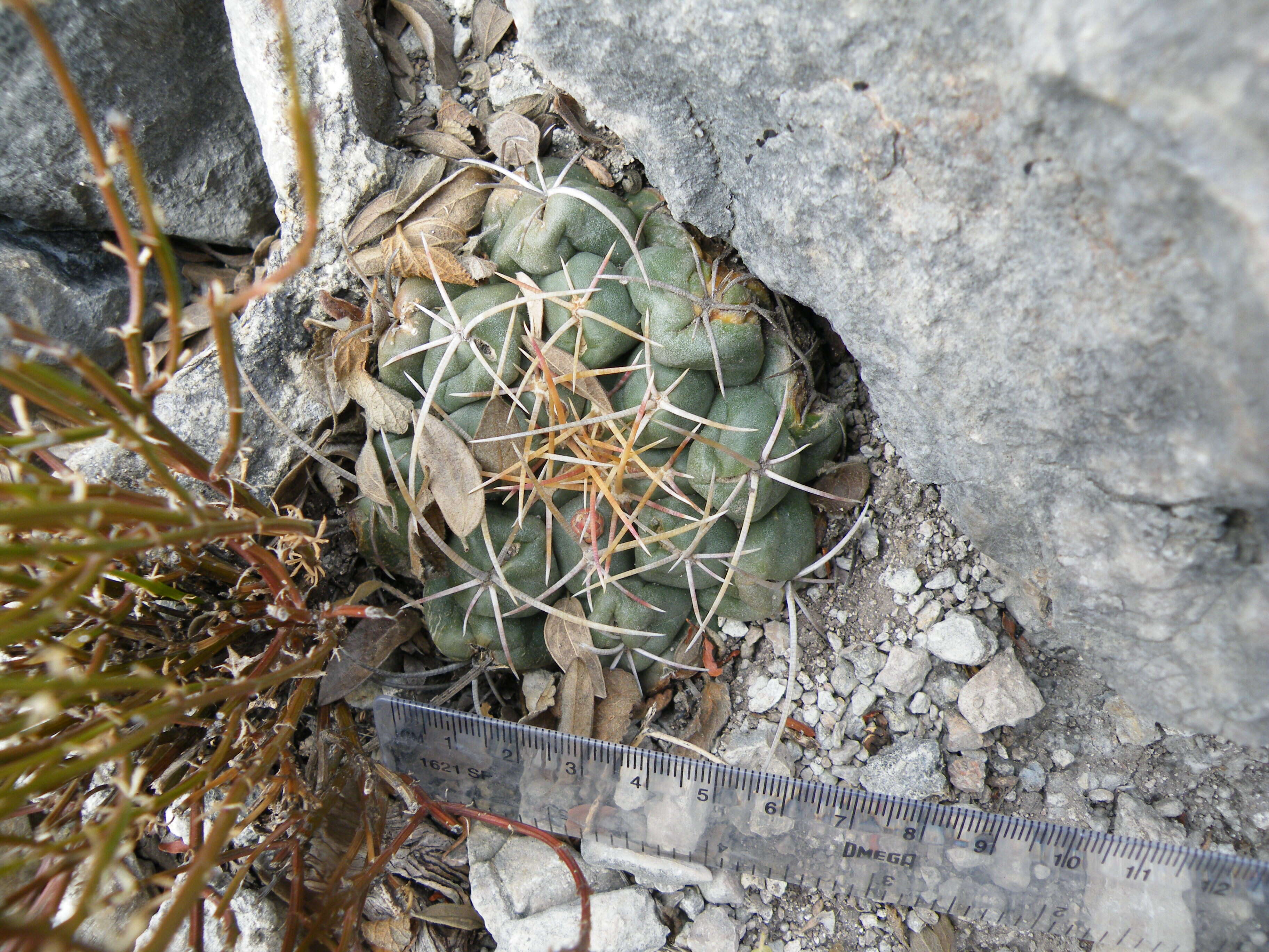 Image of Thelocactus hexaedrophorus (Lem.) Britton & Rose