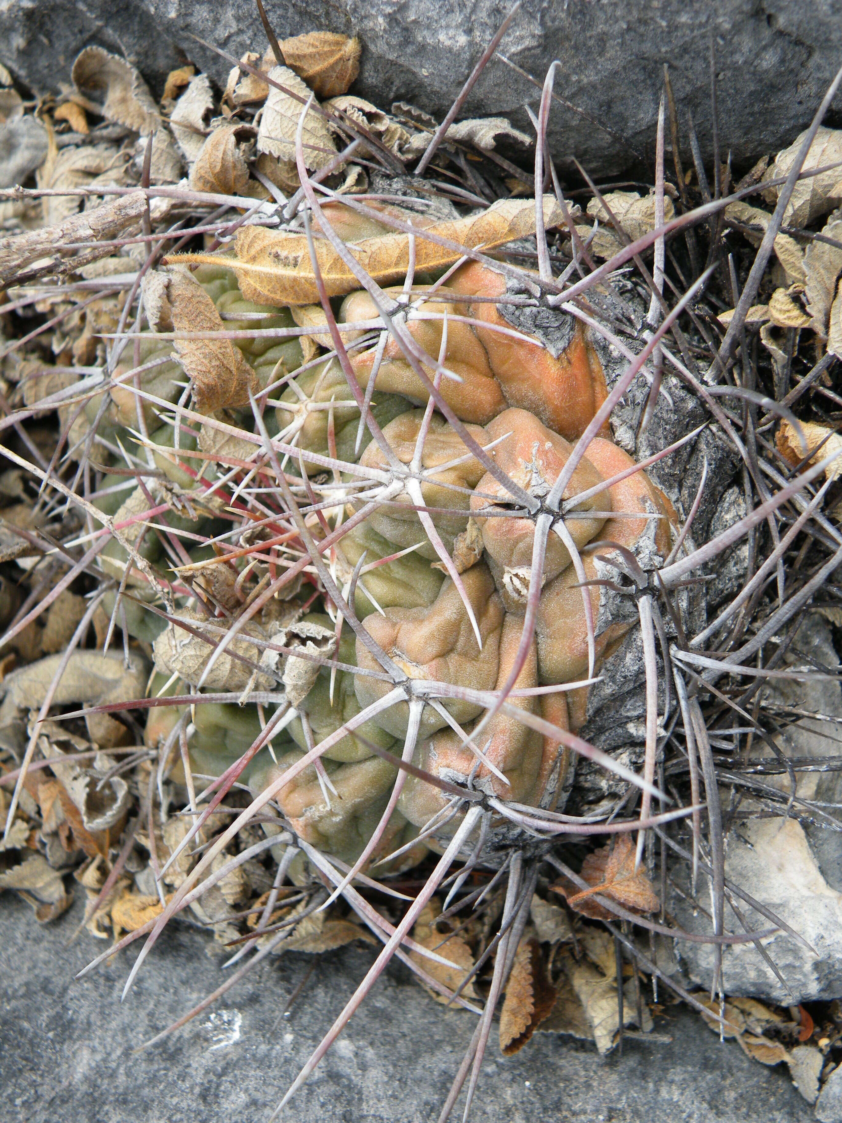 Image of Thelocactus hexaedrophorus (Lem.) Britton & Rose