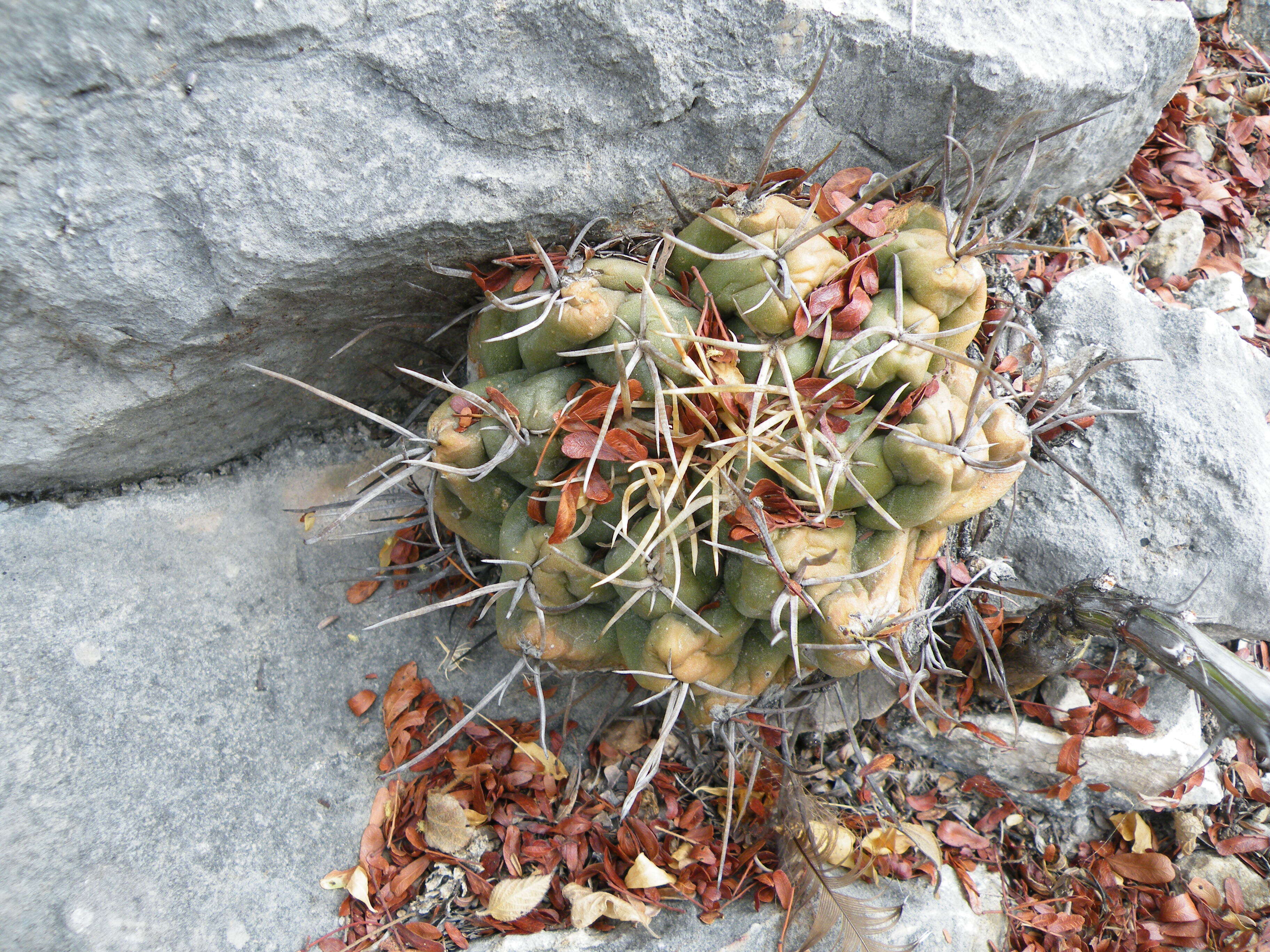 Image of Thelocactus hexaedrophorus (Lem.) Britton & Rose