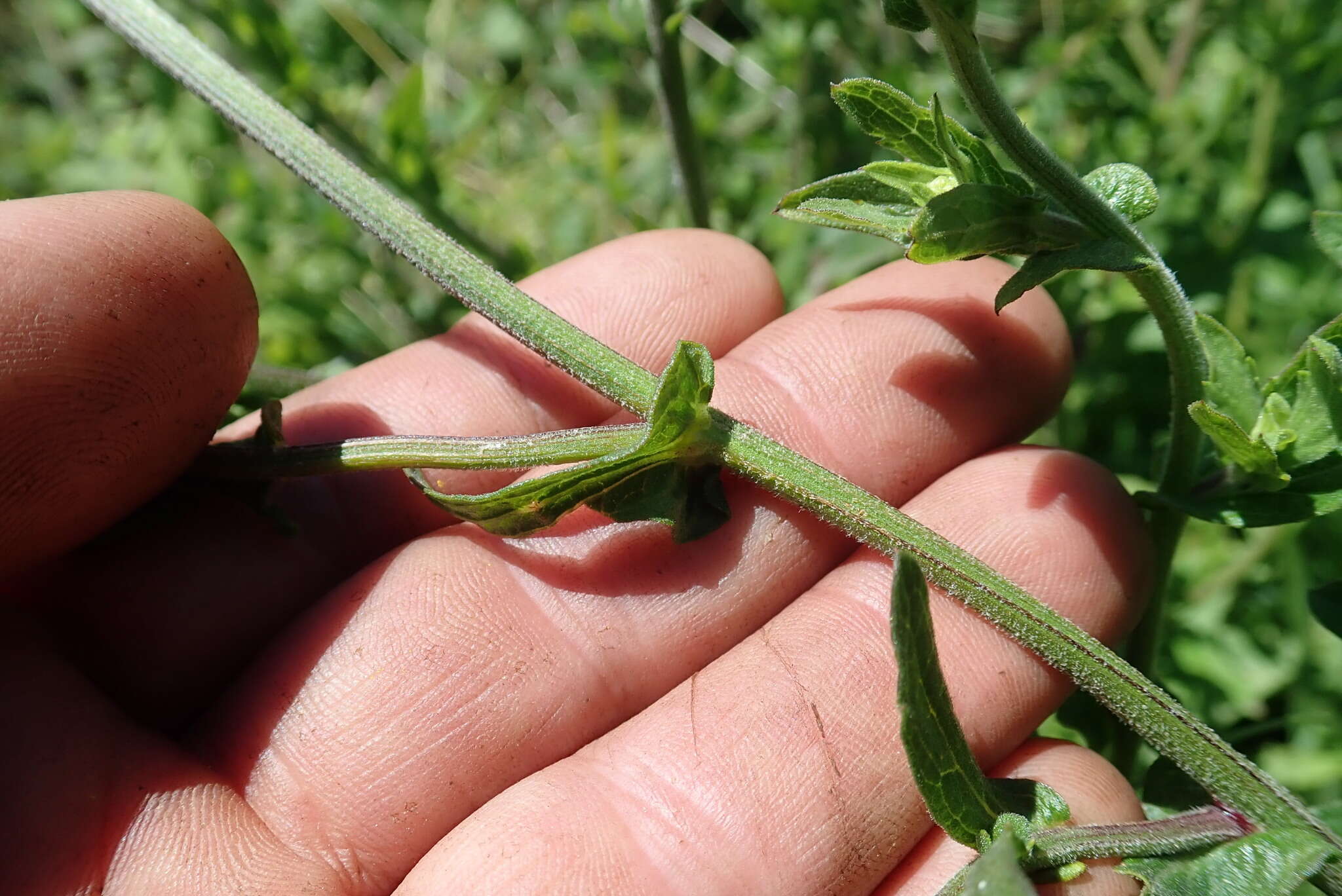 Imagem de Alepidea cordifolia