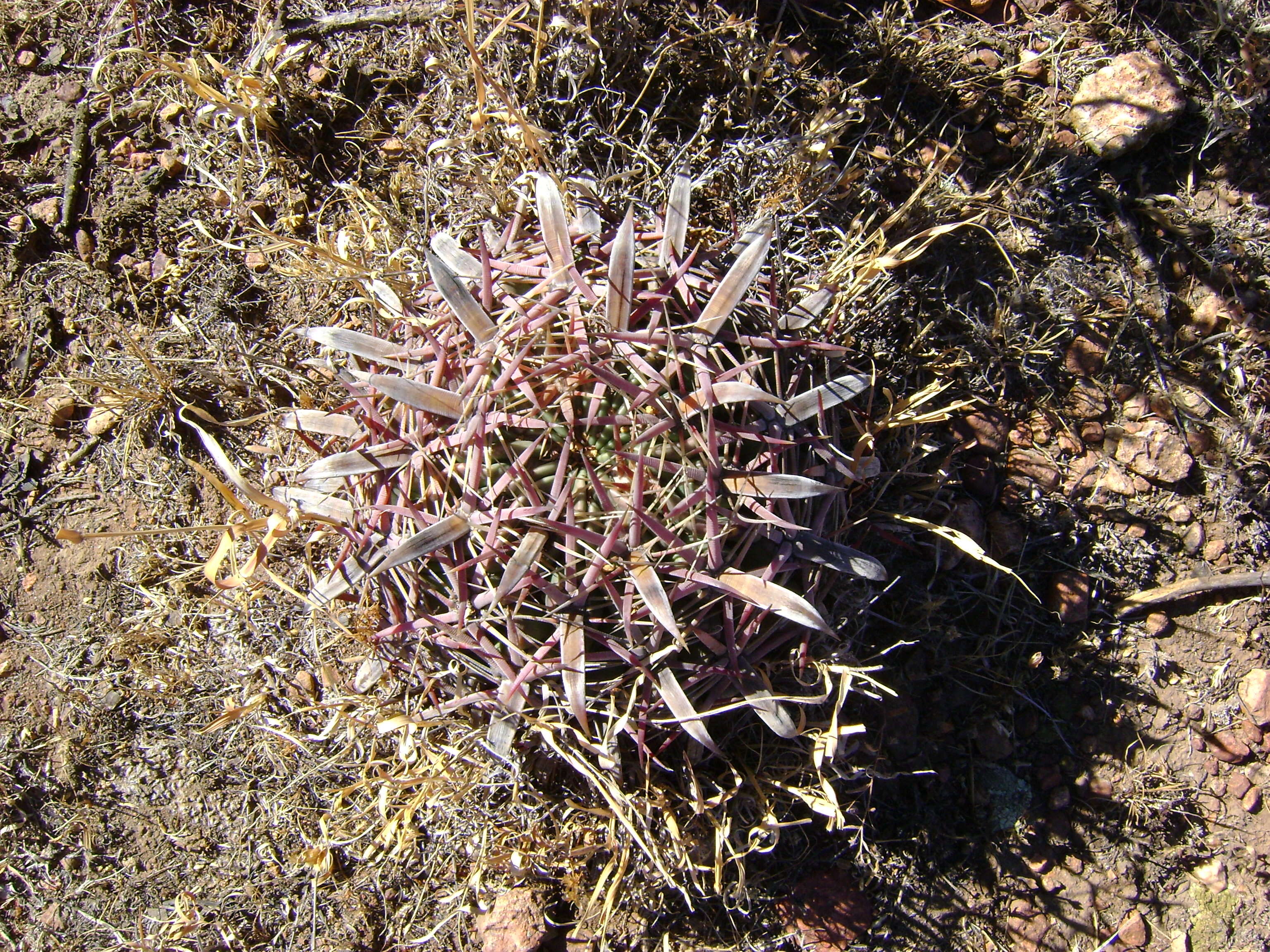 Image of Ferocactus latispinus (Haw.) Britton & Rose