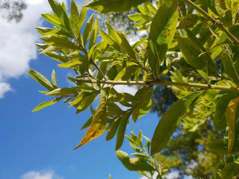 Imagem de Combretum erythrophyllum (Burch.) Sond.