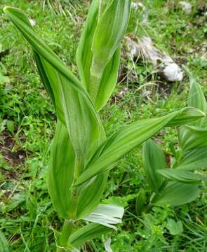 Image of European white hellebore