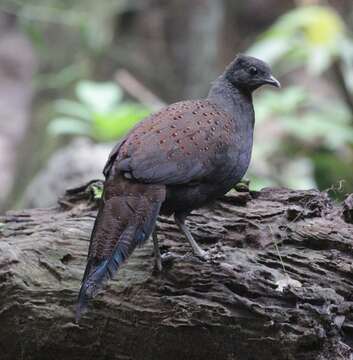 Image of Mountain Peacock-Pheasant