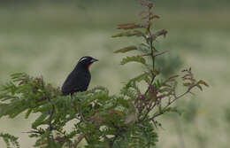 Image of White-browed Blackbird