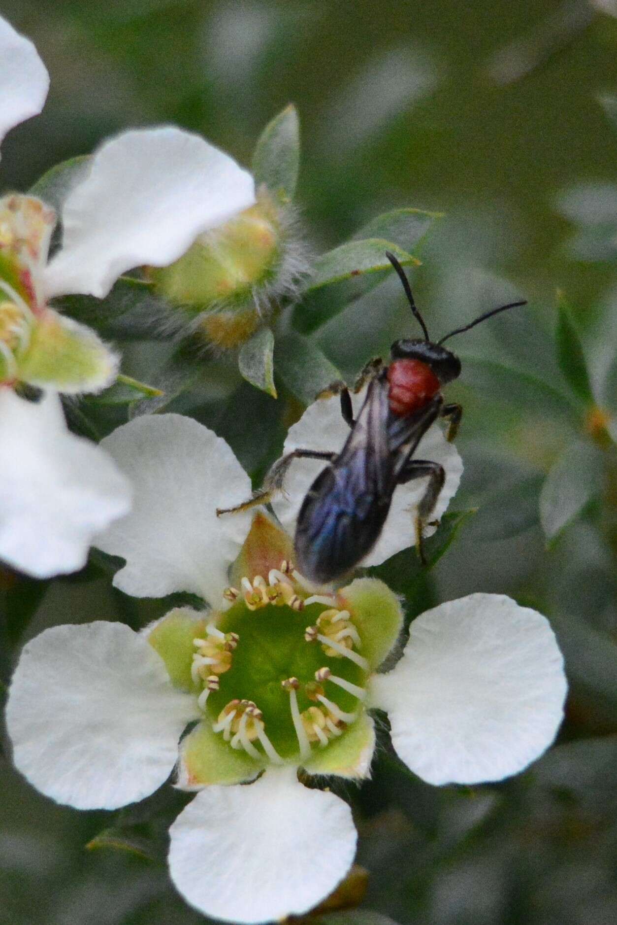 Lasioglossum callomelittinum (Cockerell 1910)的圖片