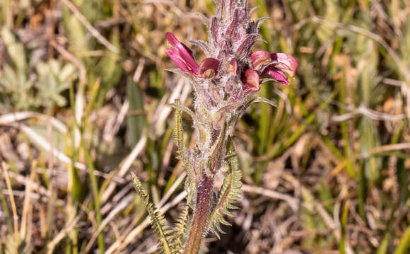 Imagem de Pedicularis cystopteridifolia Rydb.