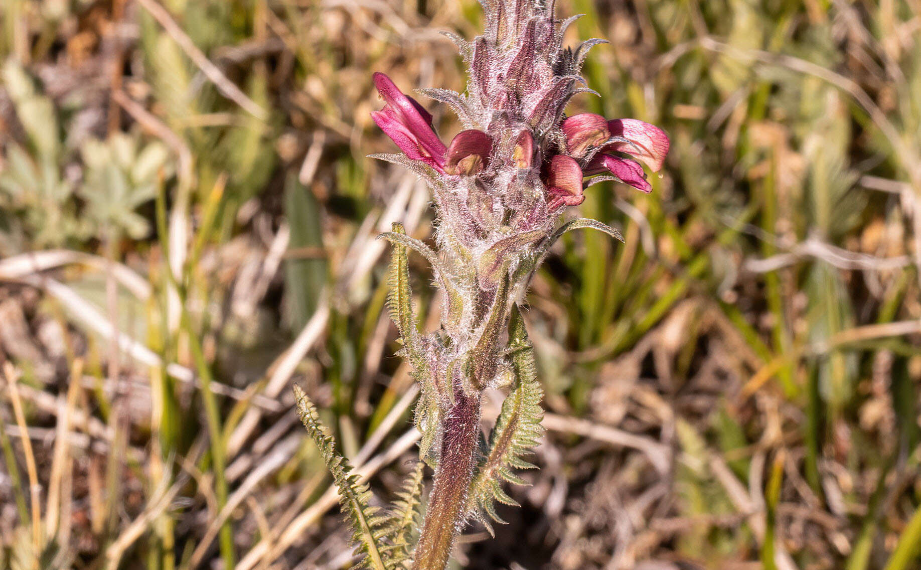 Imagem de Pedicularis cystopteridifolia Rydb.