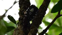Image of Grey-capped Pygmy Woodpecker