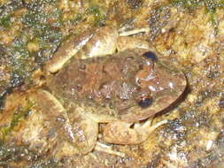 Image of Gyldenstolpe's Frog