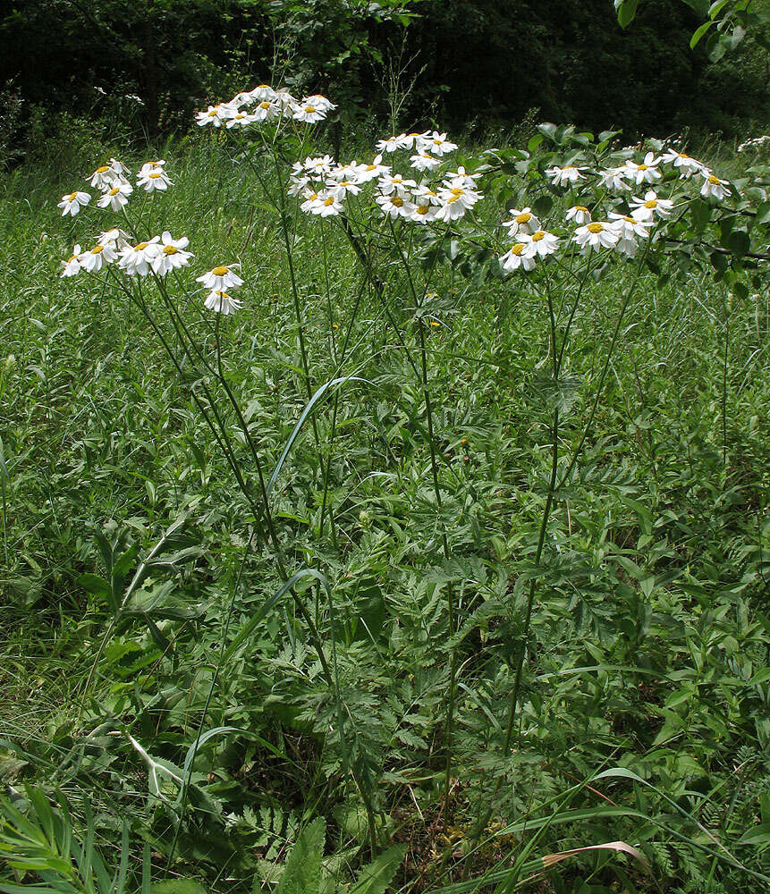 Image of corymbflower tansy