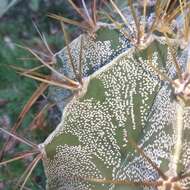 Imagem de Astrophytum ornatum (DC.) Britton & Rose