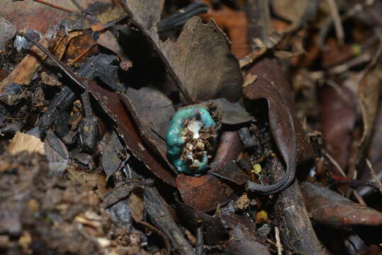 Image of <i>Leratiomyces atrovirens</i>