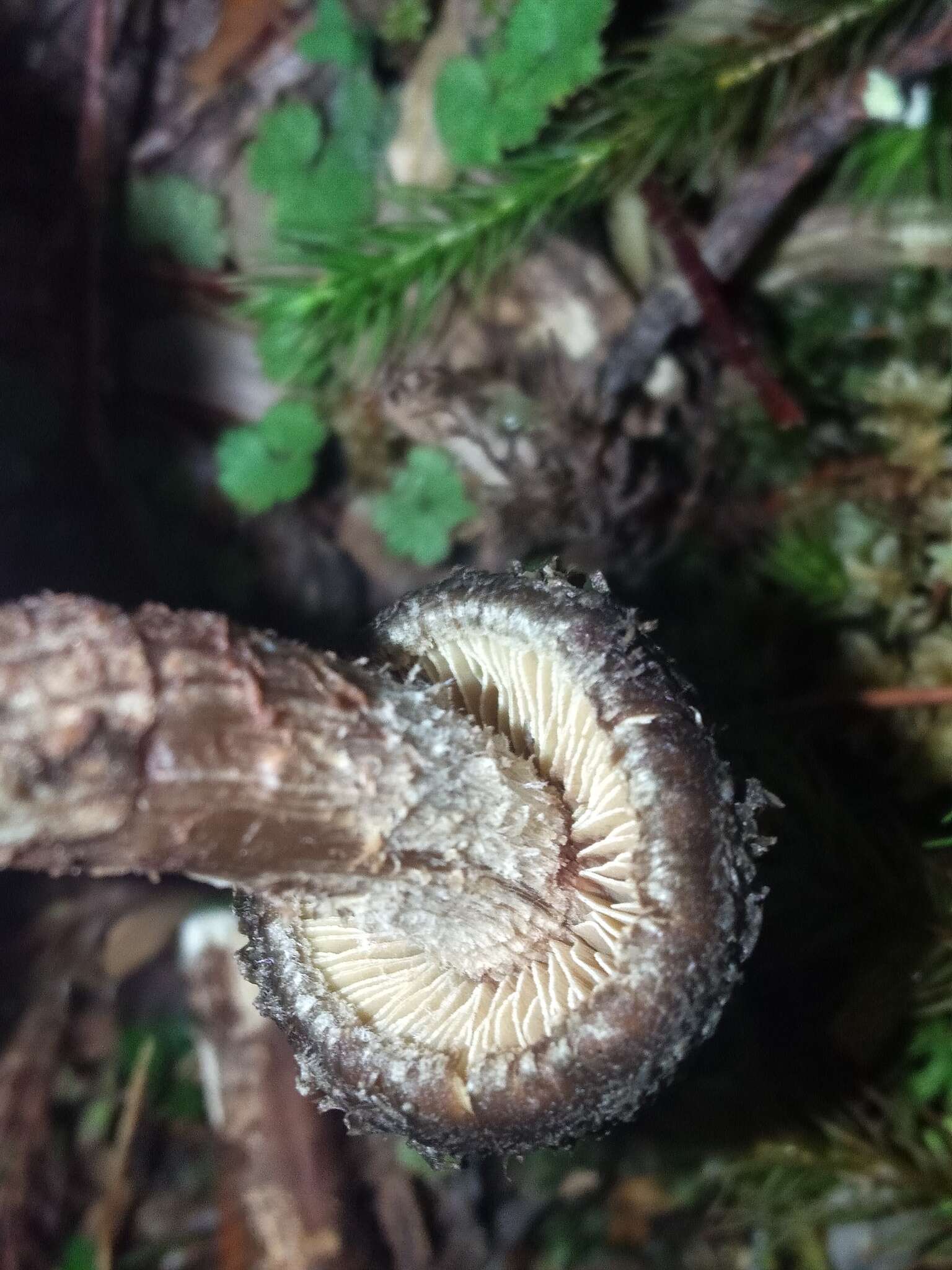 Image of Inosperma calamistratoides