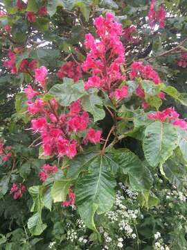 Image of red horse-chestnut