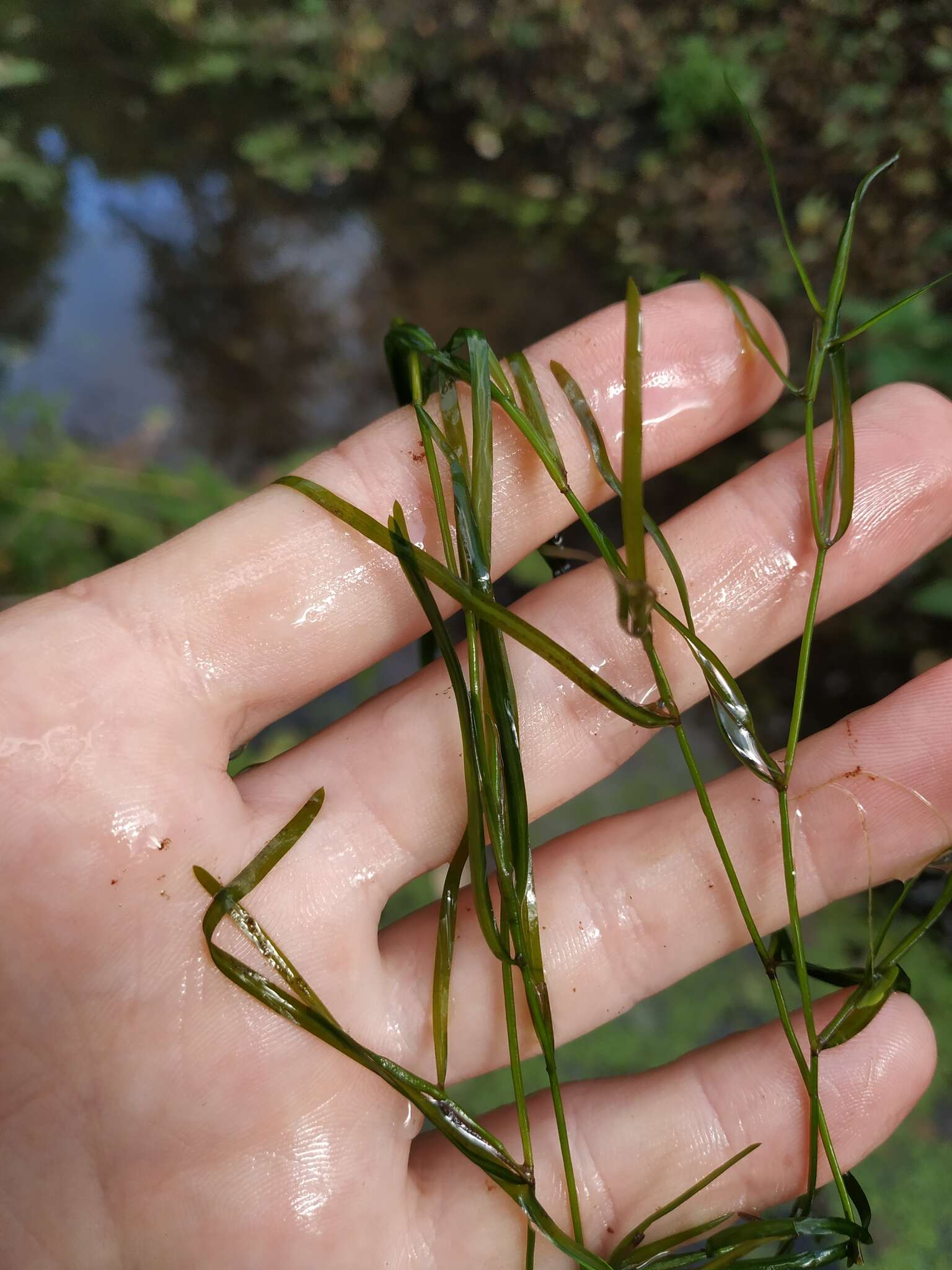 Imagem de Potamogeton friesii Rupr.