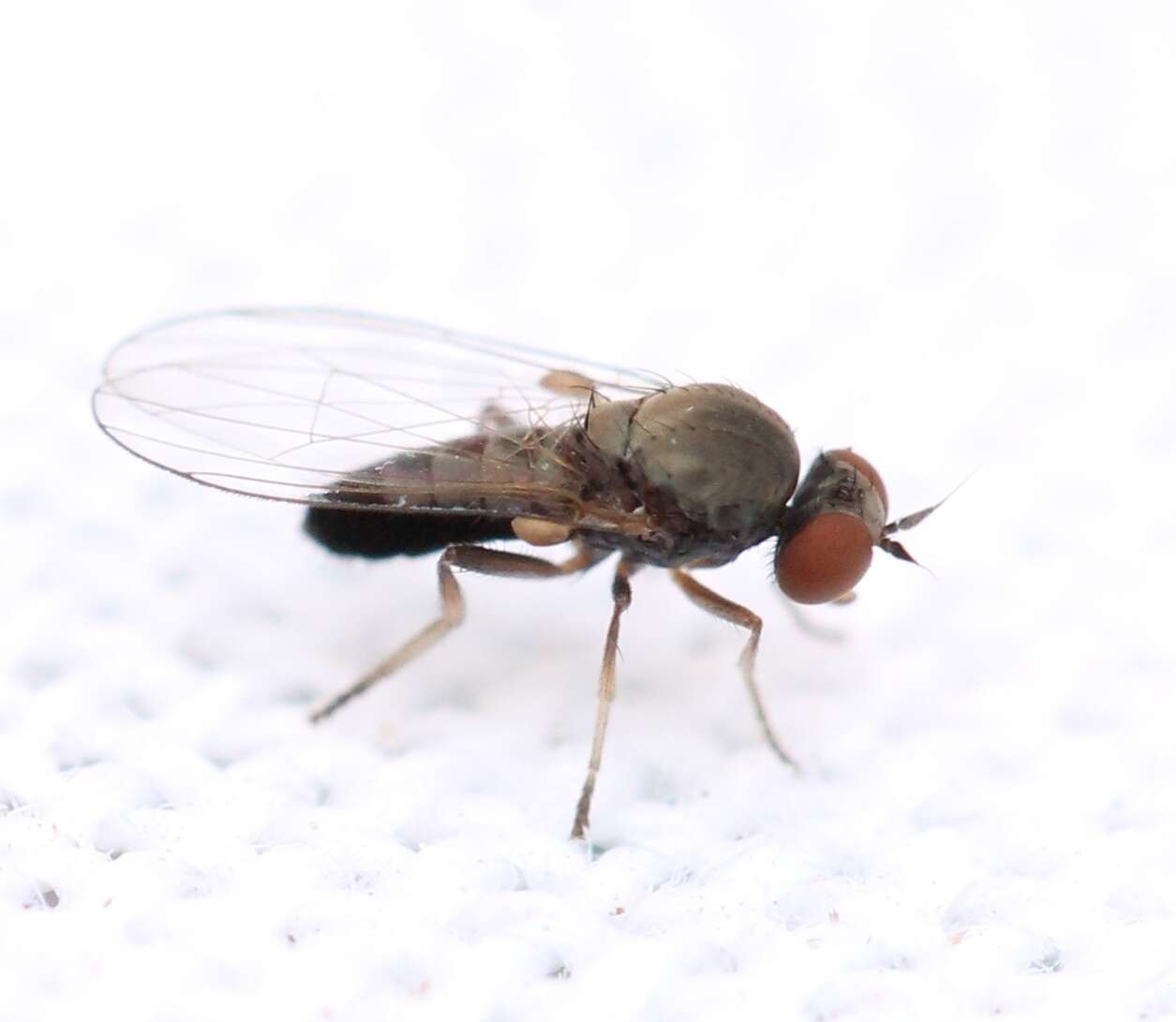 Image of Agathomyia antennata (Zetterstedt 1819)