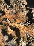 Image of Siberian spikemoss