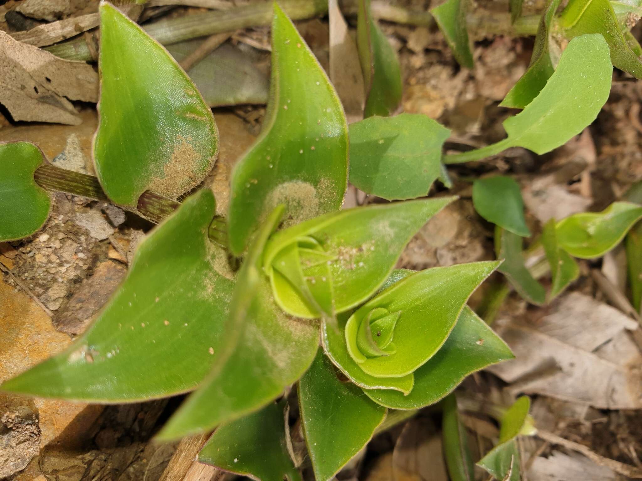 Imagem de Callisia repens (Jacq.) L.