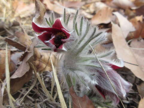 Imagem de Pulsatilla cernua (Thunb.) Bercht. & Presl