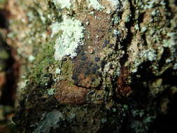 Image of dot lichen