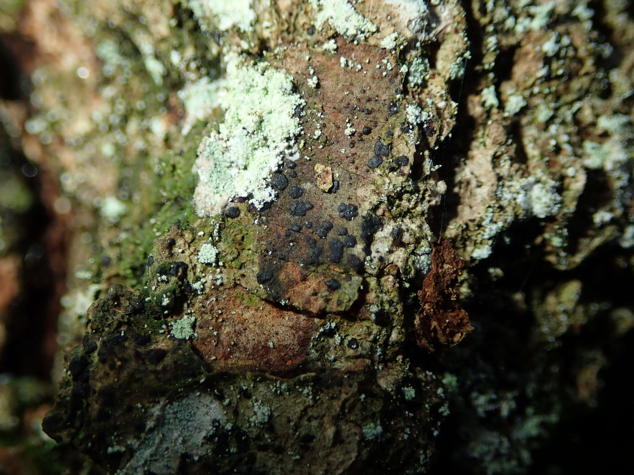 Image of dot lichen