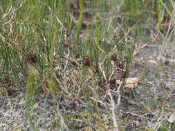 Image of Melaleuca schaueri (Lehm.) Craven & R. D. Edwards