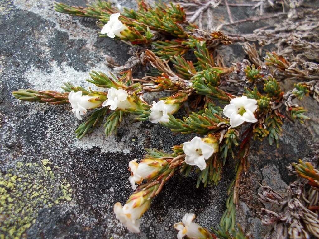 Image of Dracophyllum prostratum T. Kirk