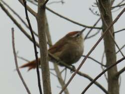 Image of Pallid Spinetail