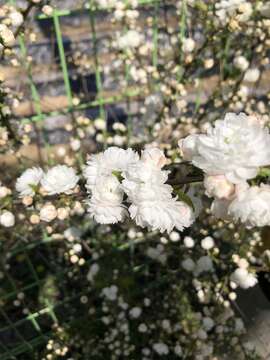 Imagem de Prunus glandulosa C. P. Thunb. ex A. Murray