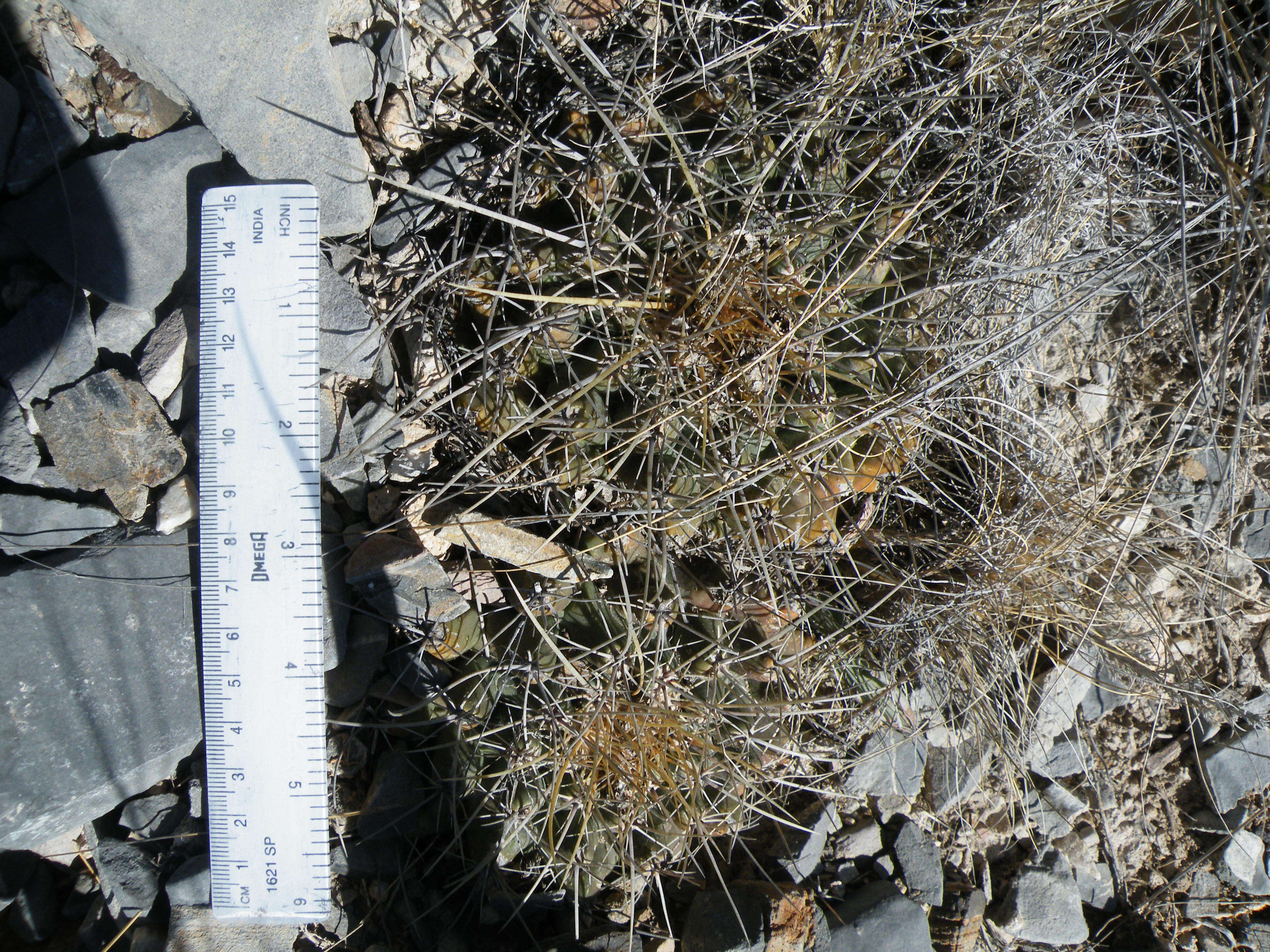 Image of Thelocactus tulensis (Polseg.) Britton & Rose