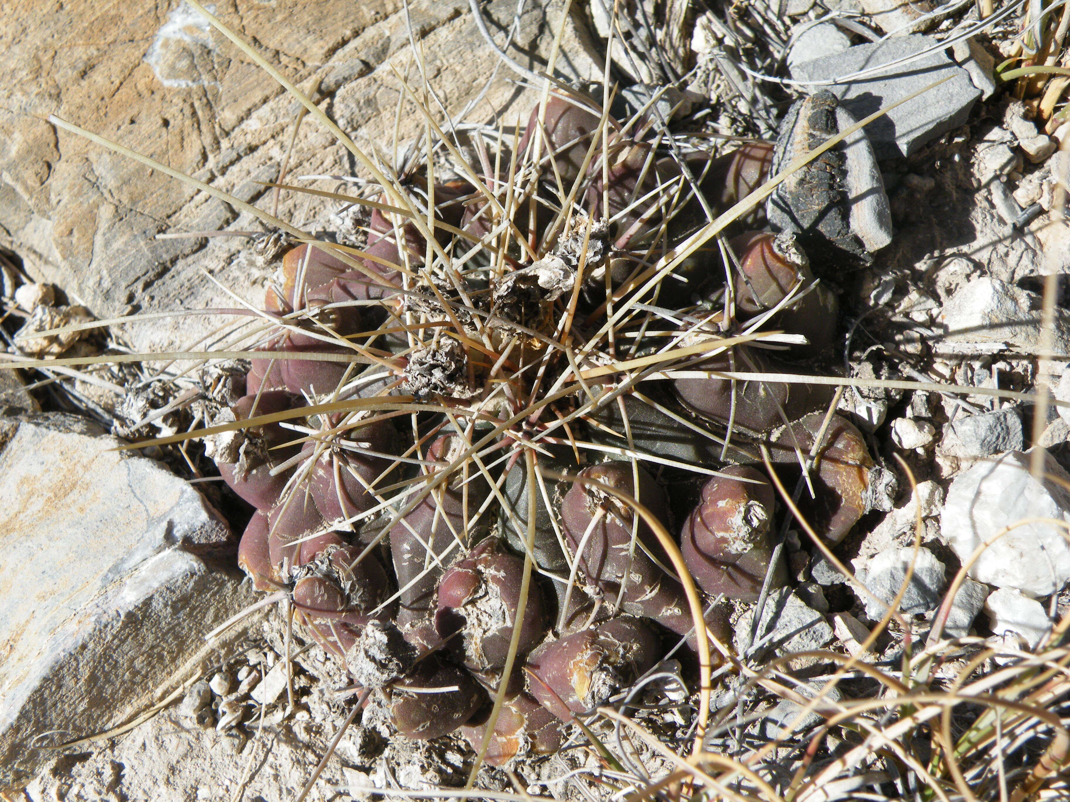 Image of Thelocactus tulensis (Polseg.) Britton & Rose