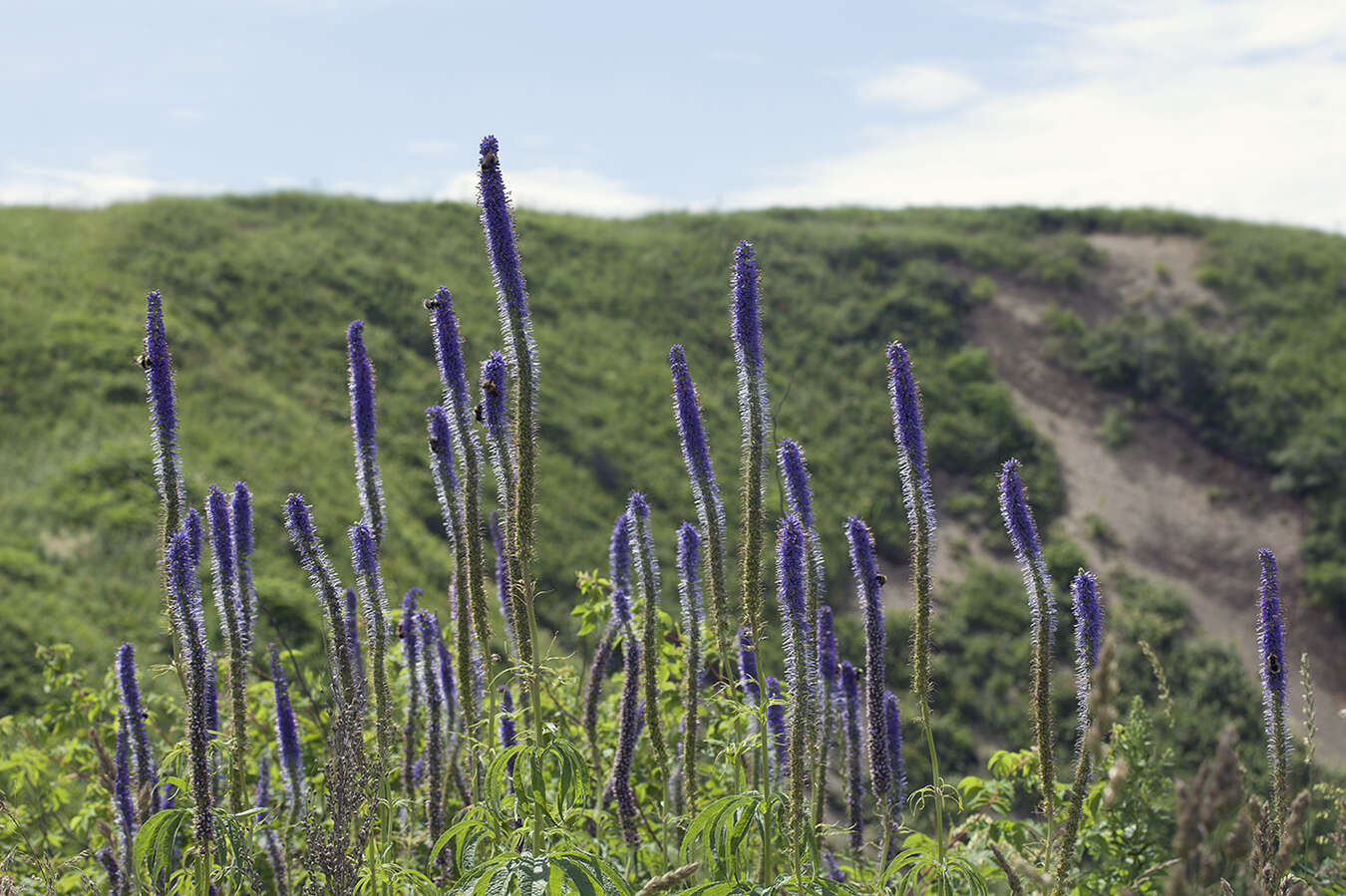 صورة Veronicastrum sibiricum var. yezoense Hara