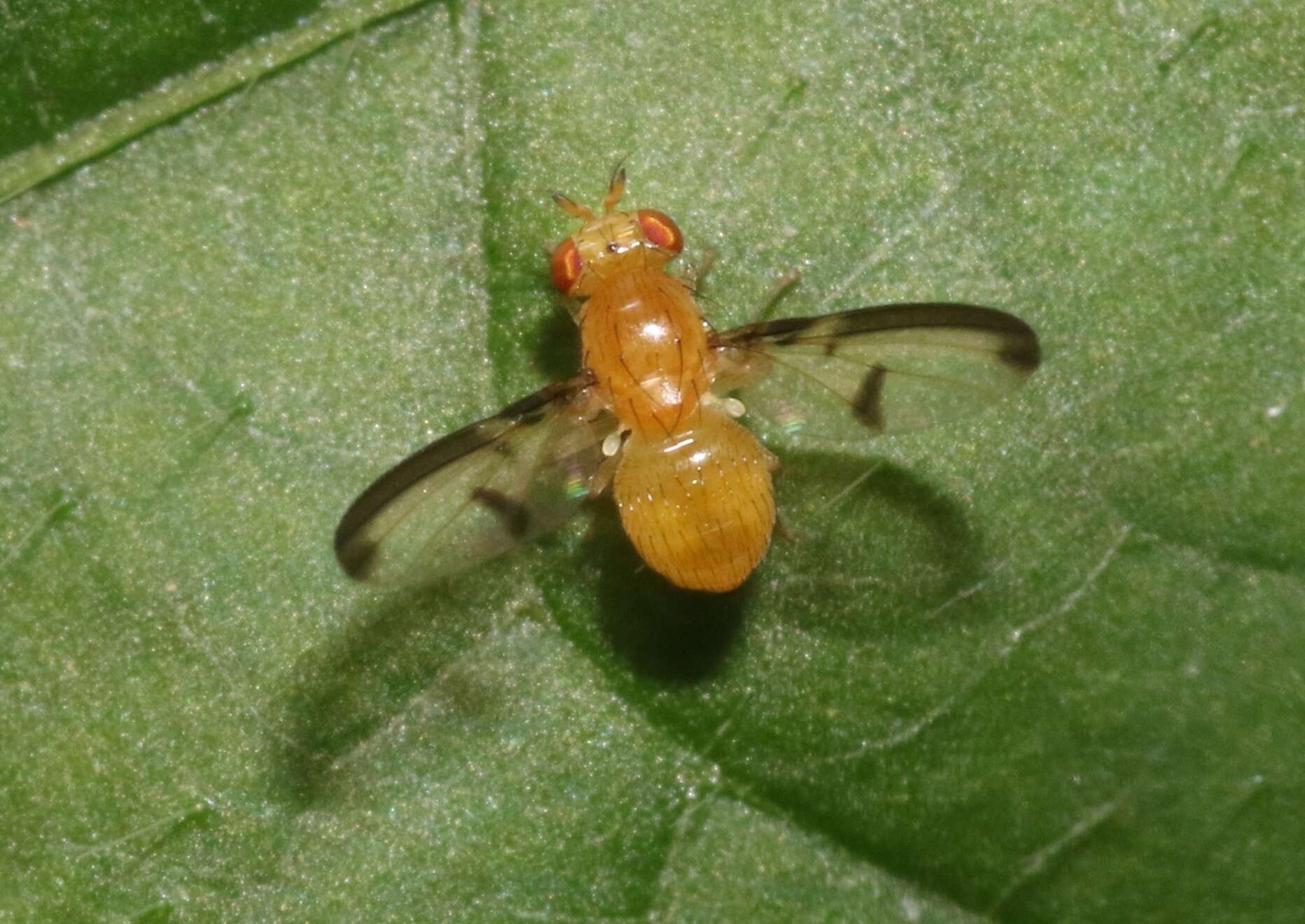 Image of Camptoprosopella maculipennis Malloch 1923