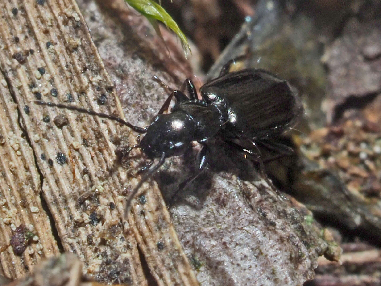 Syntomus truncatellus (Linnaeus 1760) resmi