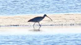 Image of Eastern Curlew