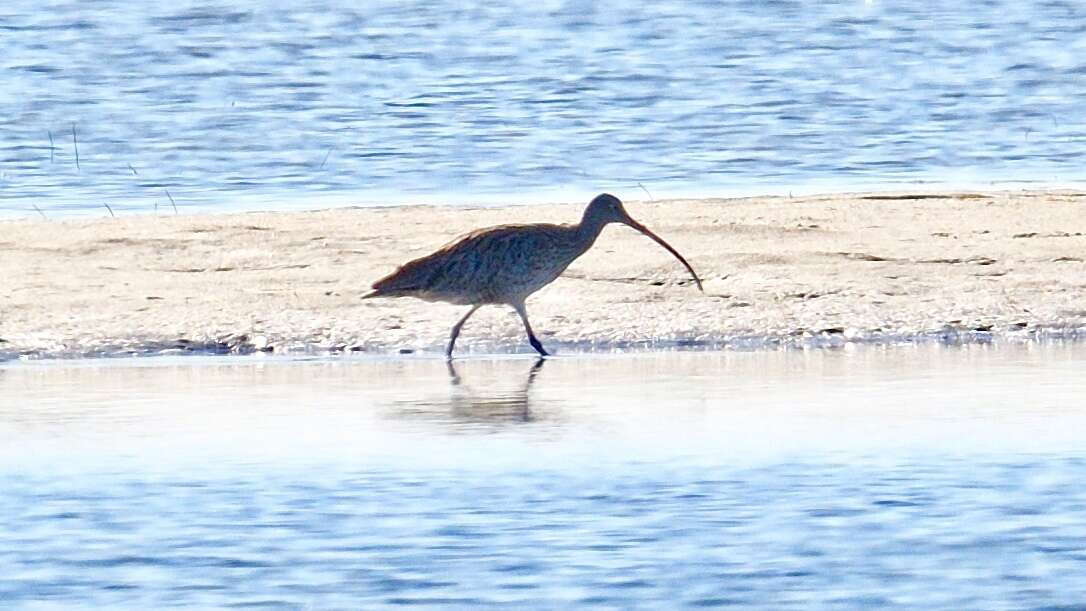 Image of Eastern Curlew
