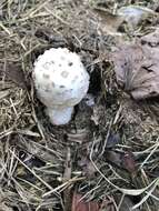 Image of Amanita canescens D. T. Jenkins 1982