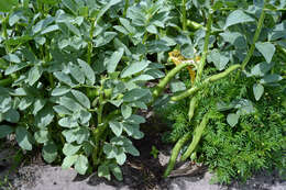 Image of Broad Bean